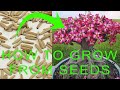 How to grow Desert Rose from seed - Desert Rose (Adenium) Germination