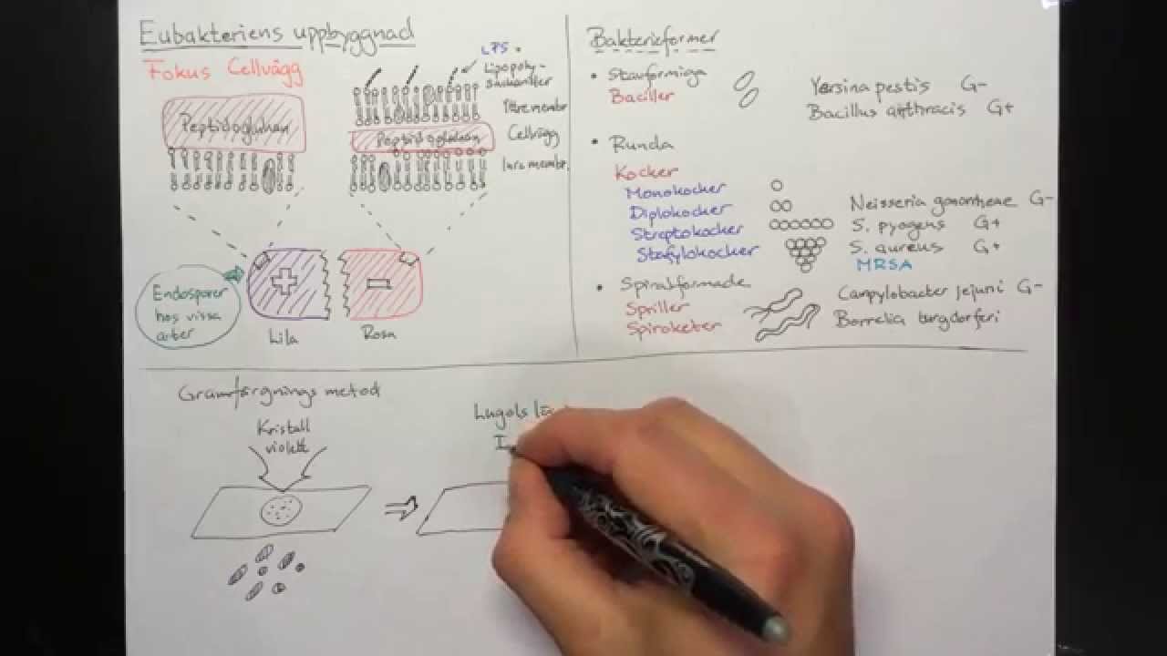 Eubakteriens uppbyggnad, Gramfärgning & bakterieform
