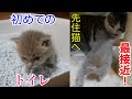 【保護猫 子猫】初めて独りのトイレを始めた子猫【保護子猫】