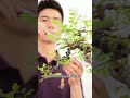 Will a bonsai tree die if it's completely pruned? #PlantingTips #FlowersAndPlants #bonsai