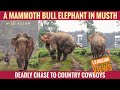 A MAMMOTH BULL ELEPHANT IN MUSTH || CHARGES THE CROWD || ভাতী খোলা বৃহৎ মখনা হাতীৰ আক্ৰমণ