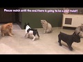 French bulldog Puppies met 21 cats