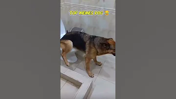 Top Memes Dogs In Little Of 2025 Dog 