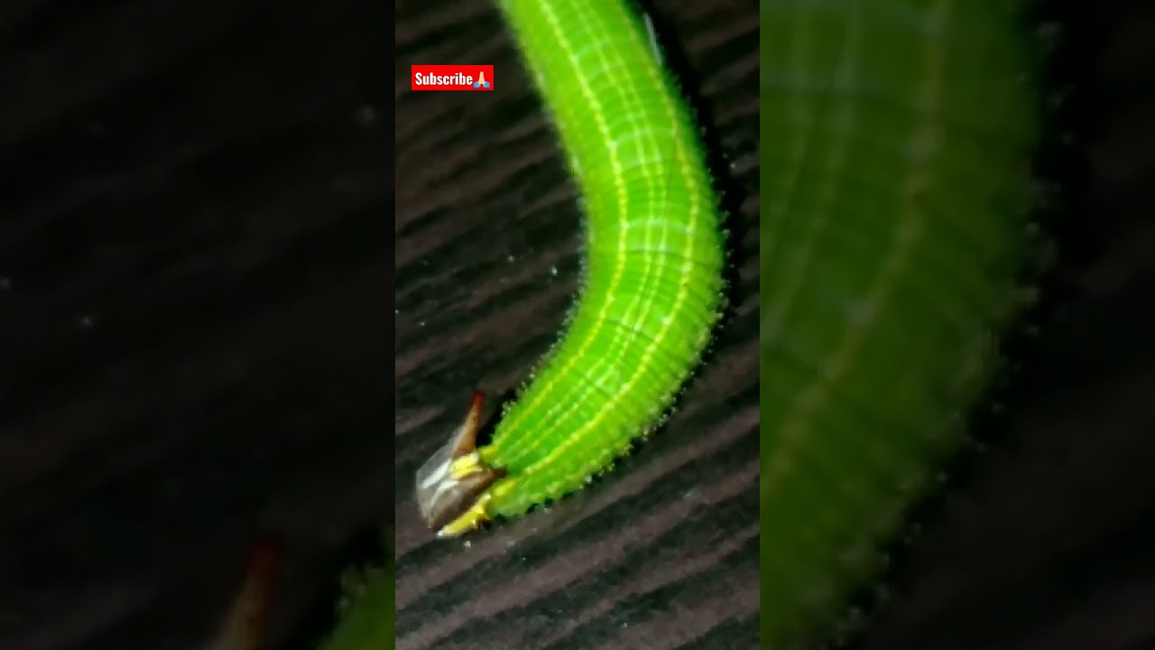 REPTILE WORLD. So cute 🐛🐛 part.5