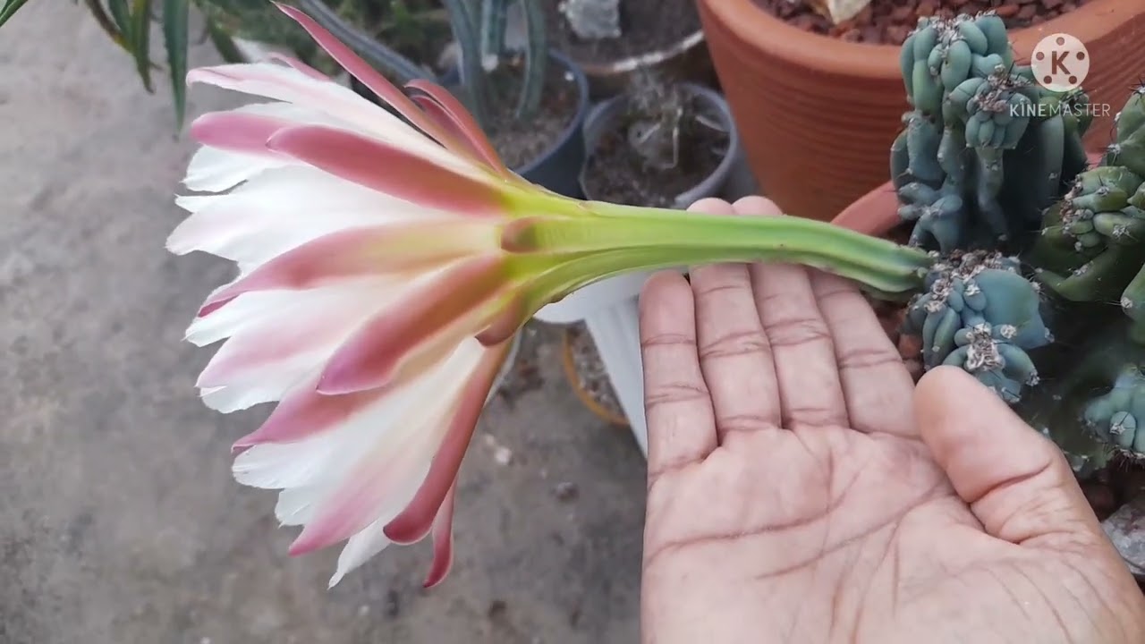 Cacto Monstro da Flor? Cereus Peruvianus Monstrose