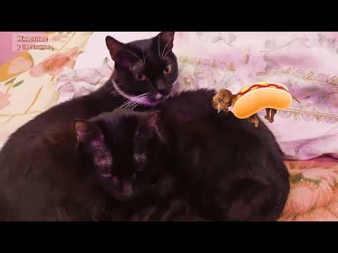 Мои животные. Знакомство.