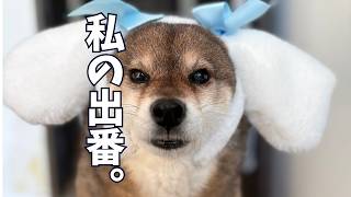お役目ごめん⁉︎コスプレ好きな柴犬に突きつけられた現実