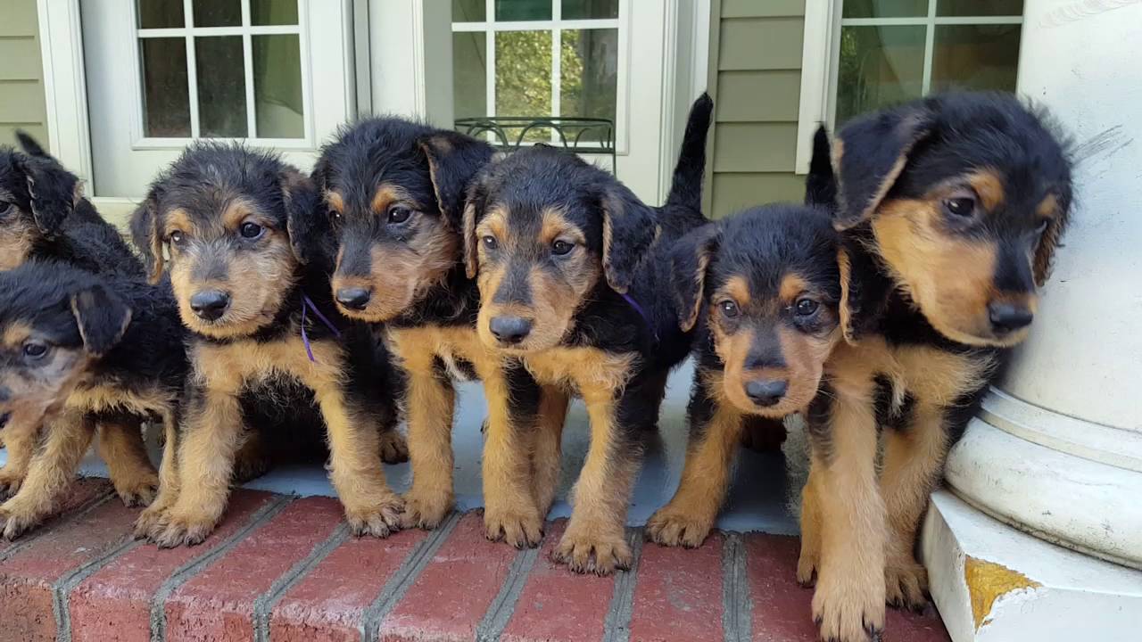 Airedale Terrier Puppies for Sale Video - S & S Family ...