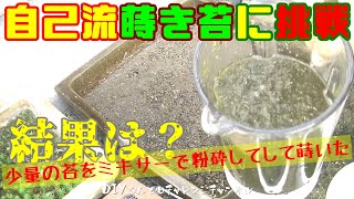 【蒔き苔で増殖】少量の苔をミキサーで粉砕して蒔いてみた結果は？