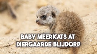 Super cute baby Meerkats playing and chasing eachother at Blijdorp