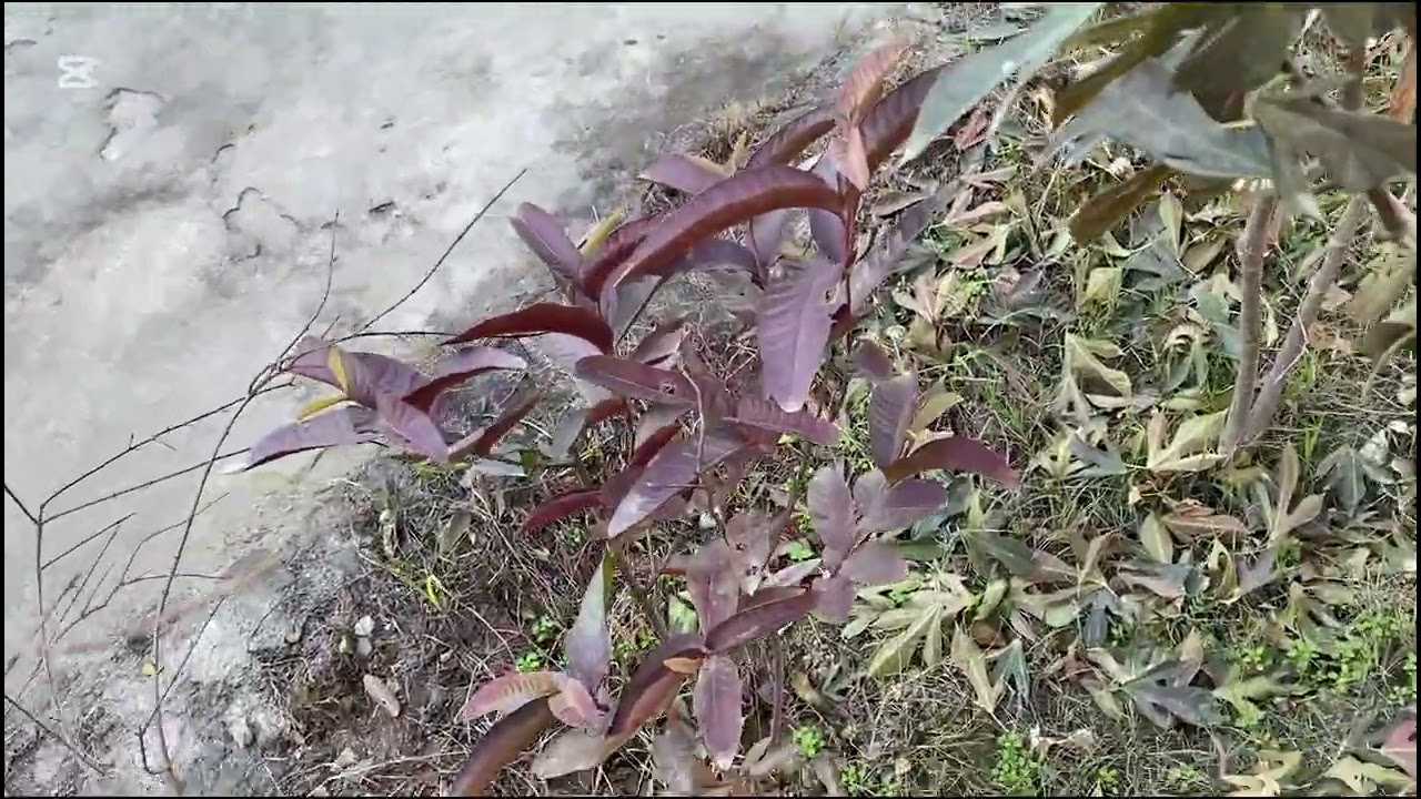 New update of my Home garden🪴| small garden🪴of my home 🏠 | 