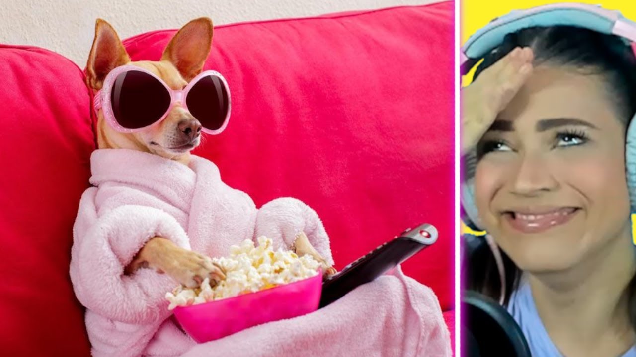 Videos de Animales muy Graciosos