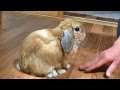 うさぎの鳴き声 (怒ったときのダンダンウー ) I was scolded by the rabbit.