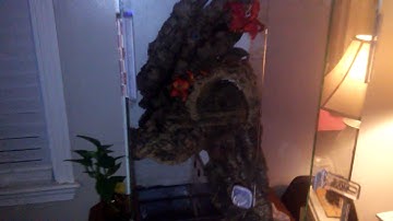 Juvenile Mangrove Monitor Taming Enclosure part 4