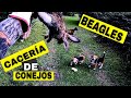 CACERÍA de CONEJOS con PERROS /BEAGLES /GALGOS /Conejeros.