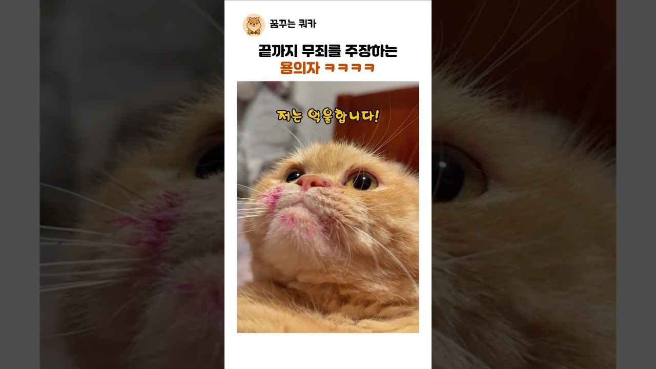 끝까지 무죄를 주장하는 용의자 ㅋㅋ