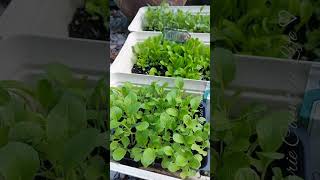 Growing Greens from 11 Year-old Seeds