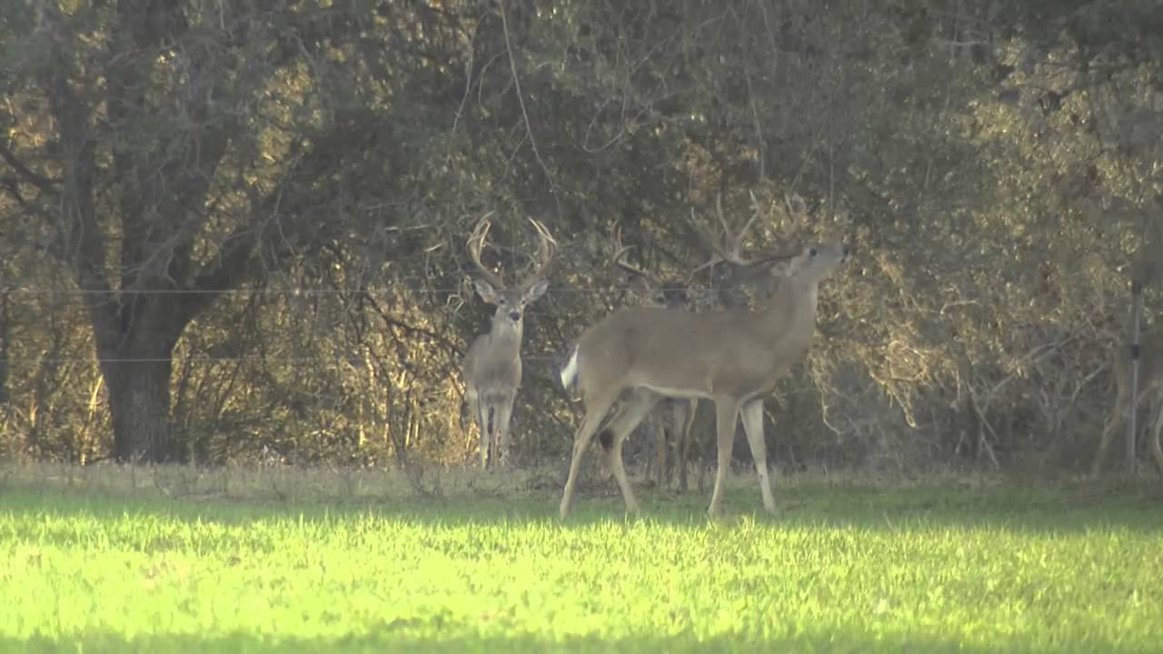 Running V Ranch Introduction