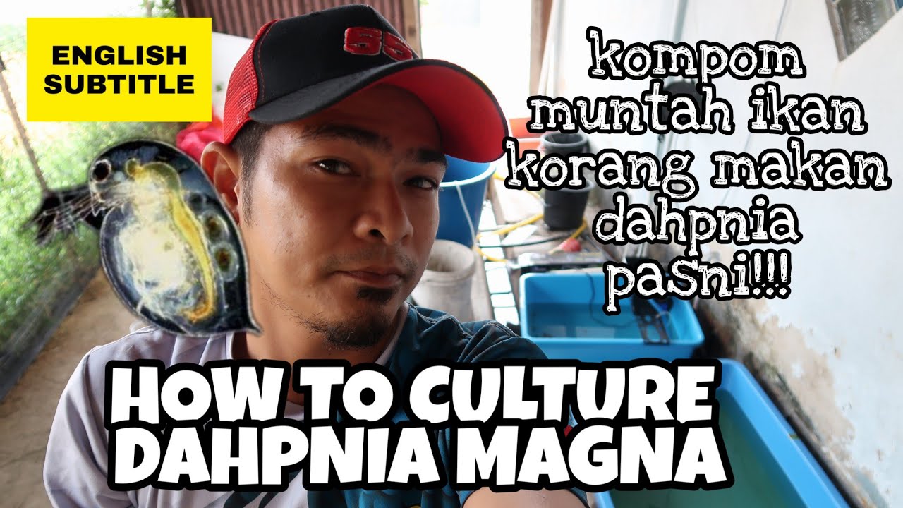 DAHPNIA MAGNA//HOW TO CULTURE//CARA BIAK DAHPNIA MESTI BERJAYA
