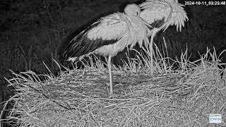 Preview of stream Livestream ooievaarstoren Zwin Natuur Park 