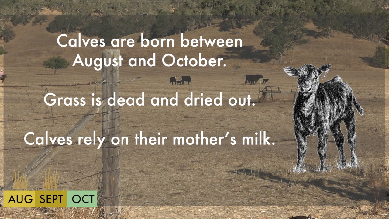 Range Livestock Production: Calving Process