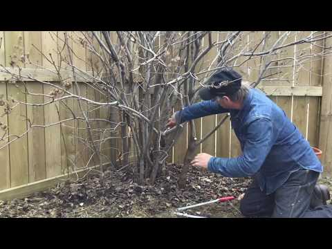 Baum- Calgary - - Arborist Kevin Lee von KRL Tree Service Wie ein Lilac Prune