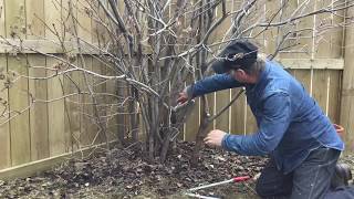 How to Prune a Lilac - Tree Pruning Calgary - Arborist Kevin Lee of KRL Tree Service