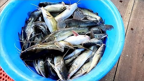 Một đêm câu cá gần nhà trúng mánh một thấu cá @vochongmientaytv 