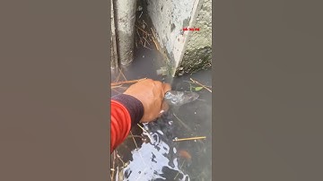 Cá Lớn - bắt Cá Mini lẩn trốn gần bờ 😨 #khacthuyvlogg