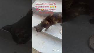 Vaca de careta está doente#catmandelli 