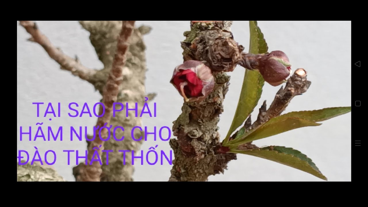 Tại sao phải hãm nước để cây đào thất thốn nở hoa đúng tết