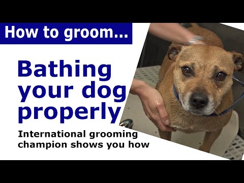 वीडियो: कुत्तों में संक्रामक मांग से संवारने वाले उपकरण