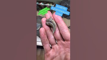 #fossil #fossilhunting #dinosaur #jurassicpark #tyrannosaurus #claw #prospecting