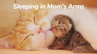 Newborn Kittens Sleeping in Mom's Arms  Baby Kittens Growing Up Day 1 | Lucky Pawison