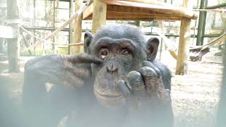 Chimpanzees React to Their Reflections in a Mirror