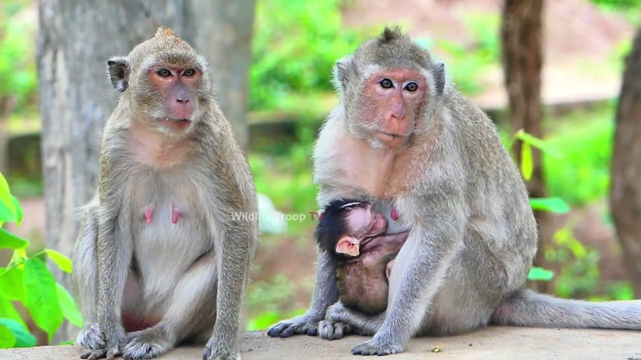 Oh Old Mama Has Not Enough Milk For Newborn - Baby Weak Strength