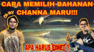 CARA PILIH BAHAN CHANNA MARU‼️ APA WAJIB SIMET ???