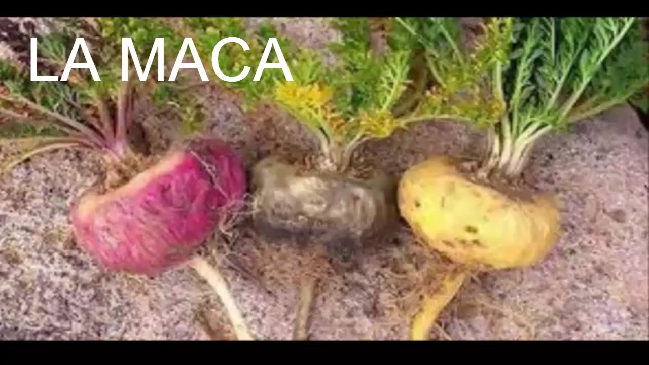 La Maca Para Que Sirve La Maca Lepidium Meyenii Youtube