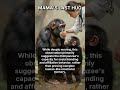 Chimpanzee Mama's Recognition After Years #shorts