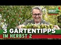 Tomaten, Bodendecker, Blumenzwiebeln - Dein Gartenkalender im Herbst 2 | Horst sein Schrebergarten