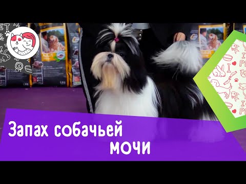 Как избавиться от запаха собачьей мочи: 4 совета