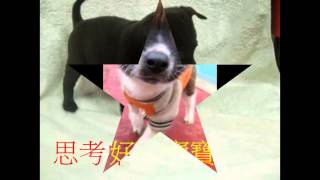 1031209狗狗花絮照片