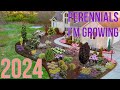 Perennials im adding to the garden in 2024 proven winners  the southerners northern garden