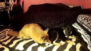 Знакомство лисы с собакой / Meeting fox with a dog Знакомство лисы с собакой / Meeting fox with a dog