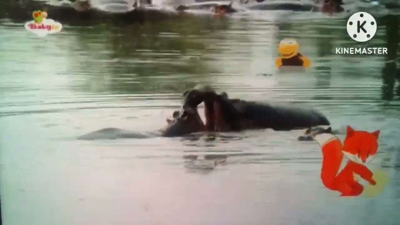 World Wildlife Day Baby TV Daily on Fast Speed 1.15x 