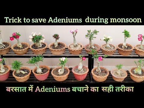 June july बरसात में ऐसे कीजिए परमानेंट फ्लावरिंग प्लांट Adenium care ...