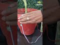 &quot;IoT-Based Smart Irrigation Project with ESP32 - DIY Garden Innovation!&quot;