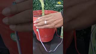 &quot;IoT-Based Smart Irrigation Project with ESP32 - DIY Garden Innovation!&quot;
