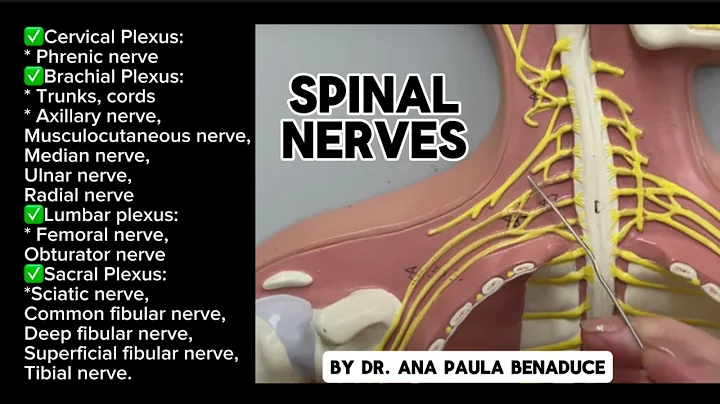 Spinal Nerves (Plexus, Trunks, Cords and Nerves of Upper and Lower Limb) - Flat Model