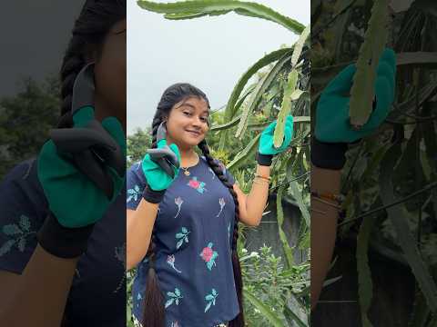আমার ছানাপোনাদের জন্য কি কি কিনলাম?😱 #banglaminivlog #minivlog #gardening #gardeningtips #snapdeal